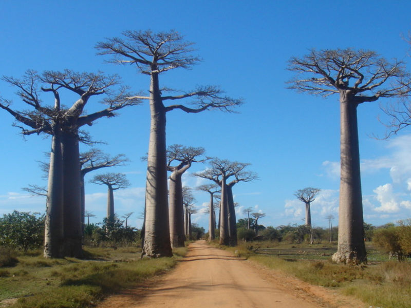 Allée des Baobabs Morondava Ouest Madagascar