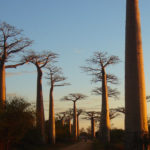 Allée des Baobabs-couché du soleil-Morondava-Ouest Madagascar-Circuit sur mesure-Voyage sur mesure-Boris-Guide indépendant-Madagascarroad-Matravel