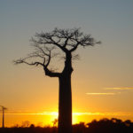 Boabab-couché de soleil-Morondava-Ouest Madagascar-Circuit sur mesure-Voyage sur mesure-Boris-Guide indépendant-Madagascarroad-Matravel