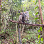 Lémurien-Coronatus et son petit-Palmarium-Nord Est-Madagascar-Circuit sur mesure-Voyage sur mesure-Boris-Guide indépendant-Madagascarroad-Matravel