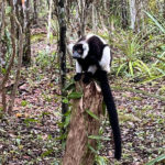 Lémurien-Vari noir et blanc-Parc National-Andasibe-Nord Est-Madagascar-Circuit sur mesure-Voyage sur mesure-Boris-Guide indépendant-Madagascarroad-Matravel